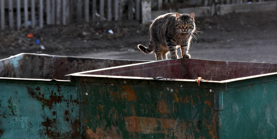Фото: Максим Коротченко/ТАСС