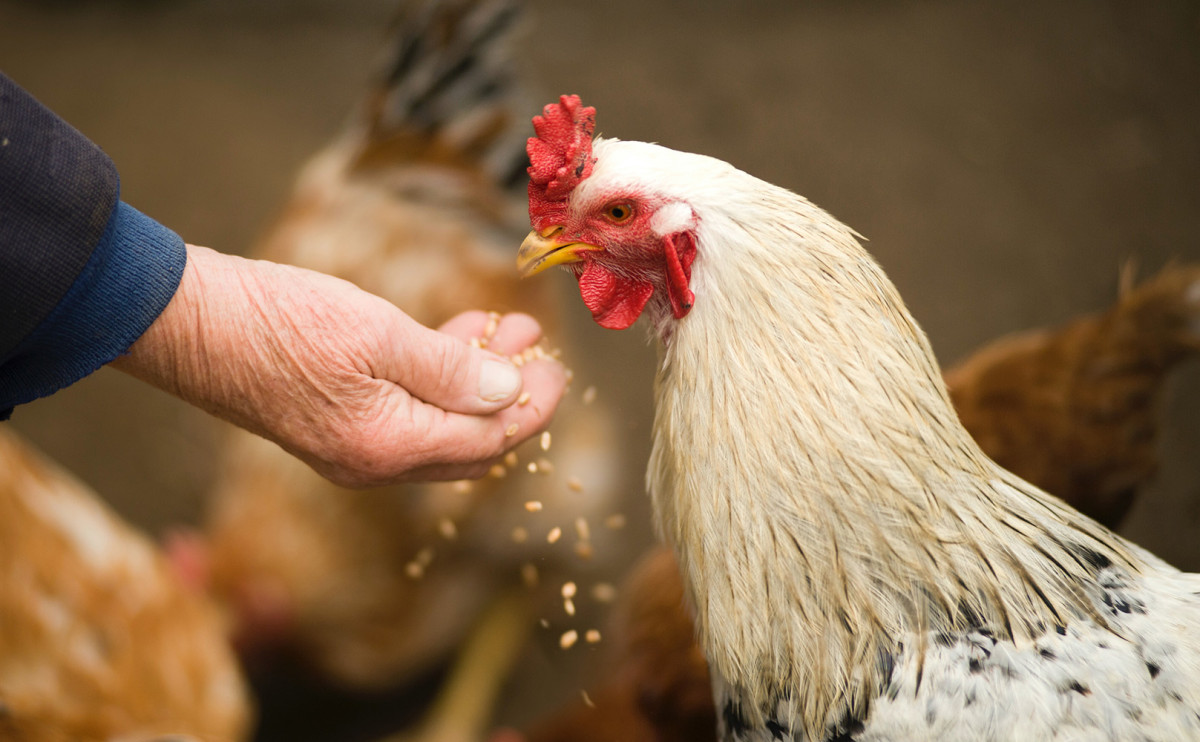 Вашингтон обвиняет Tyson Foods в завышении цен на куриное мясо