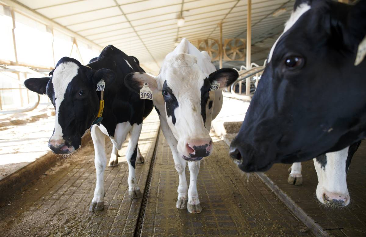 Новозеландский производитель молока Fonterra планирует IPO в Австралии