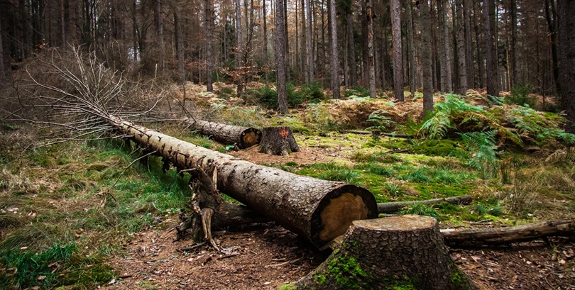 Акции лесопромышленного холдинга «Сегежа» обновили исторический минимум