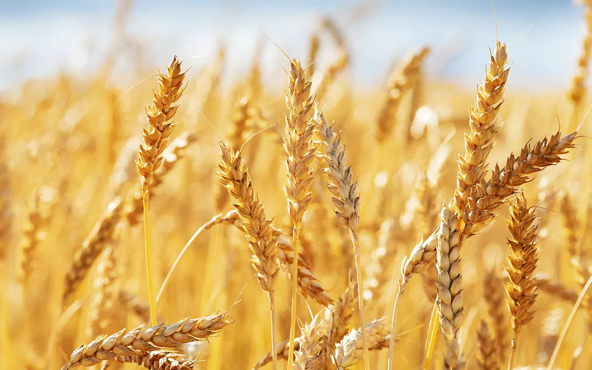 Цены на пшеницу взлетели почти на 5% на фоне взрывов в городах Украины