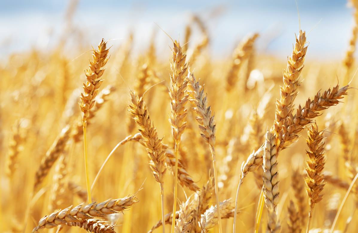 Мосбиржа в июле запустит фьючерсные контракты на пшеницу