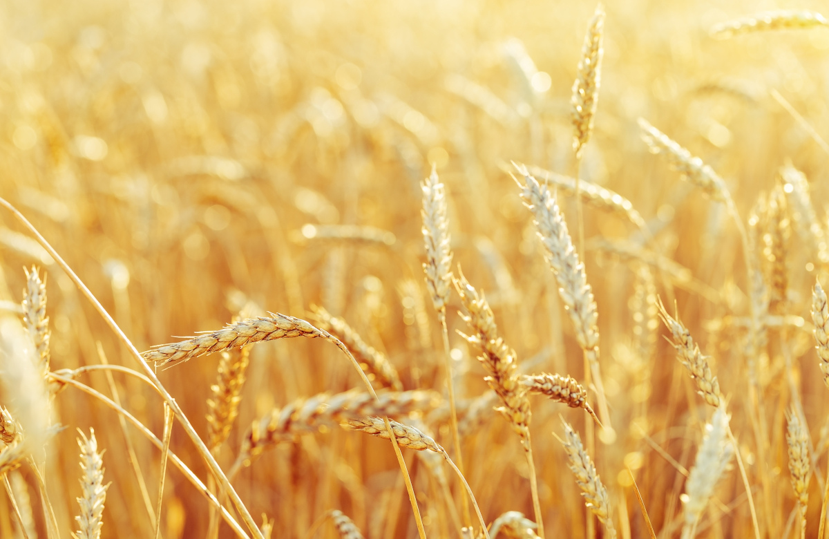 В России появится новый биржевой индекс стоимости пшеницы