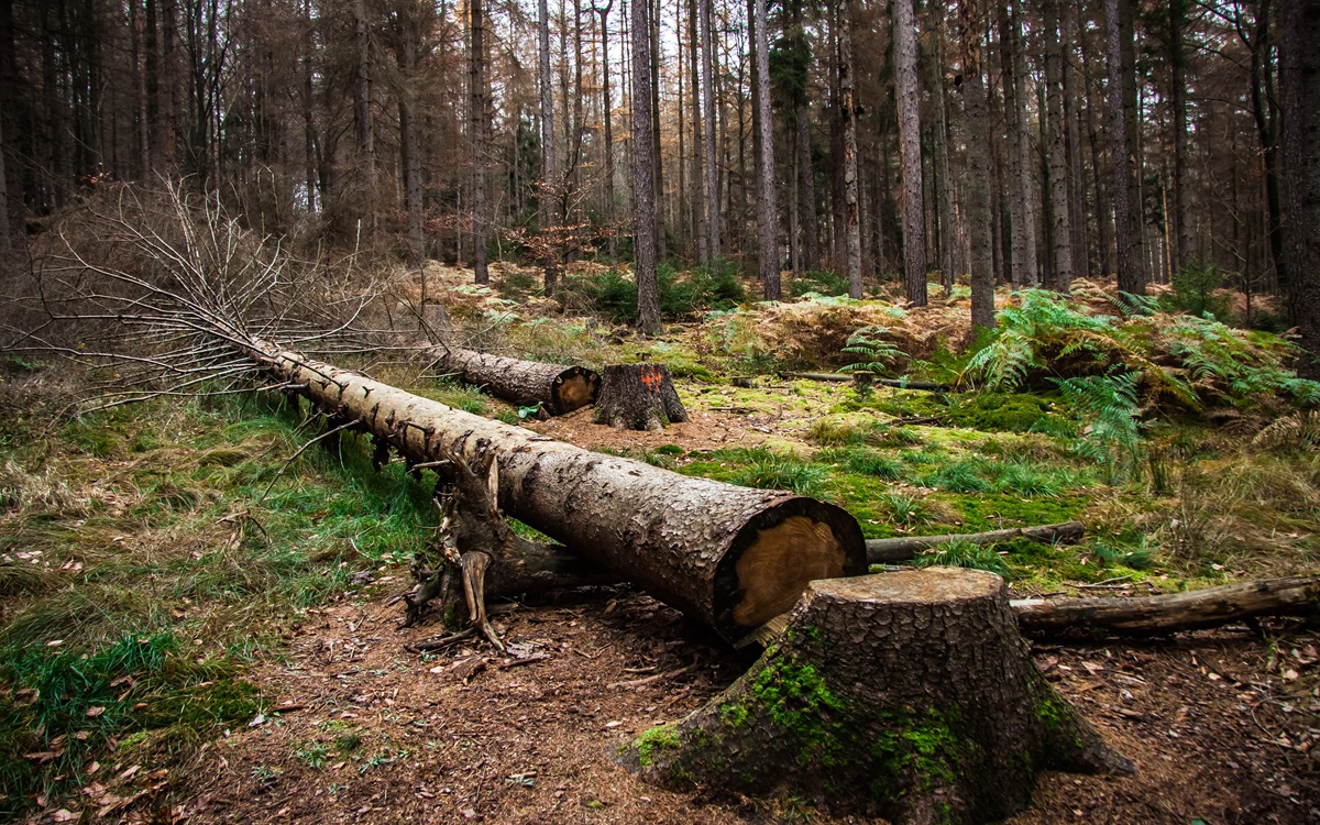 Акции лесопромышленного холдинга «Сегежа» обновили исторический минимум