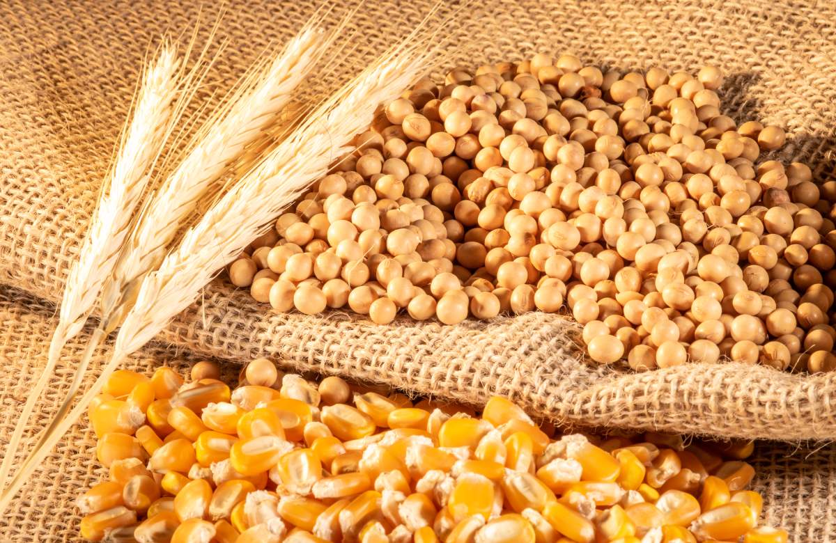 Цены на пшеницу и кукурузу рухнули на сделке об экспорте зерна с Украины