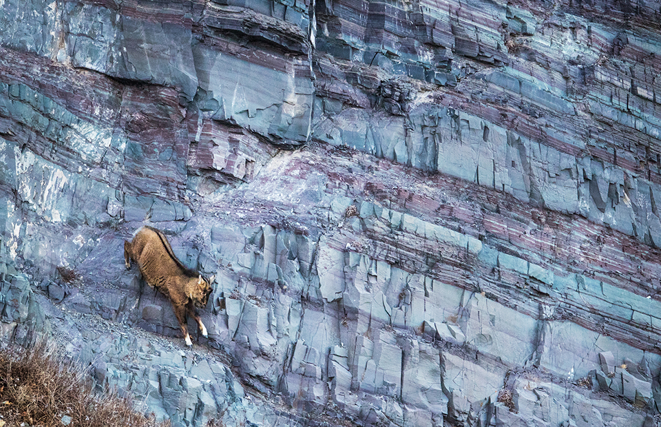 Безоаровый козел, Дагестан
