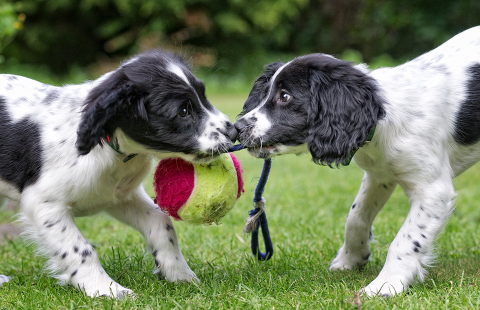 Фото: dageldog / istockphoto.com
