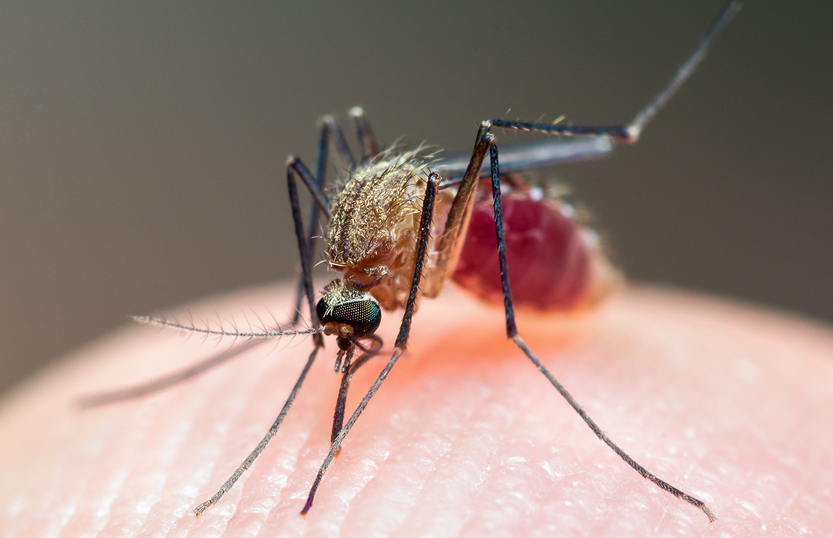 Укус малярийного комара чем опасен для человека