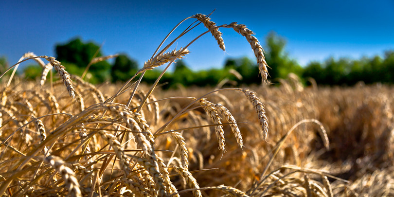 Пшеница подорожала более чем на 2% на фоне опасений дефицита поставок