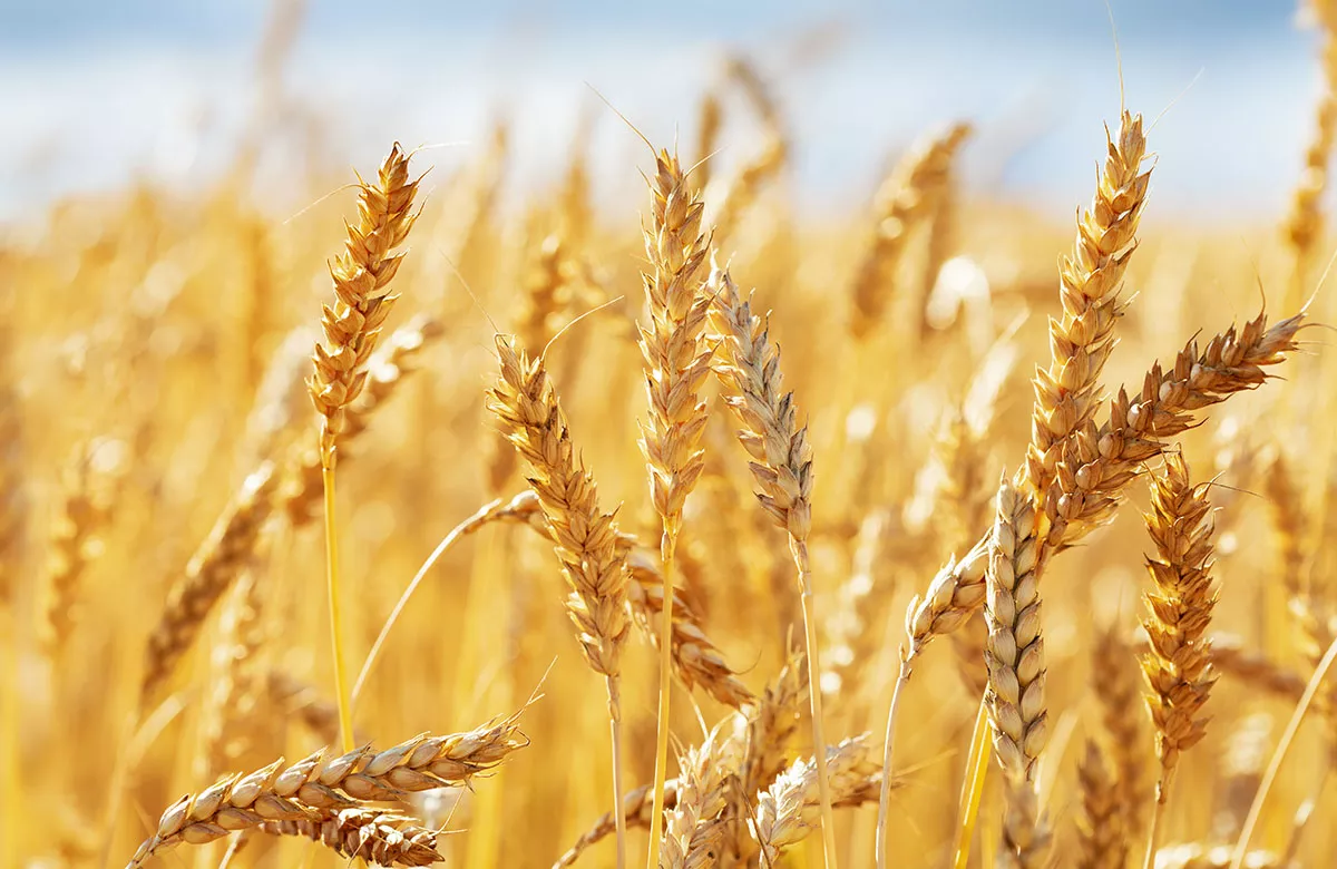 Мосбиржа начнет торги фьючерсами и опционами на индекс пшеницы 31 августа