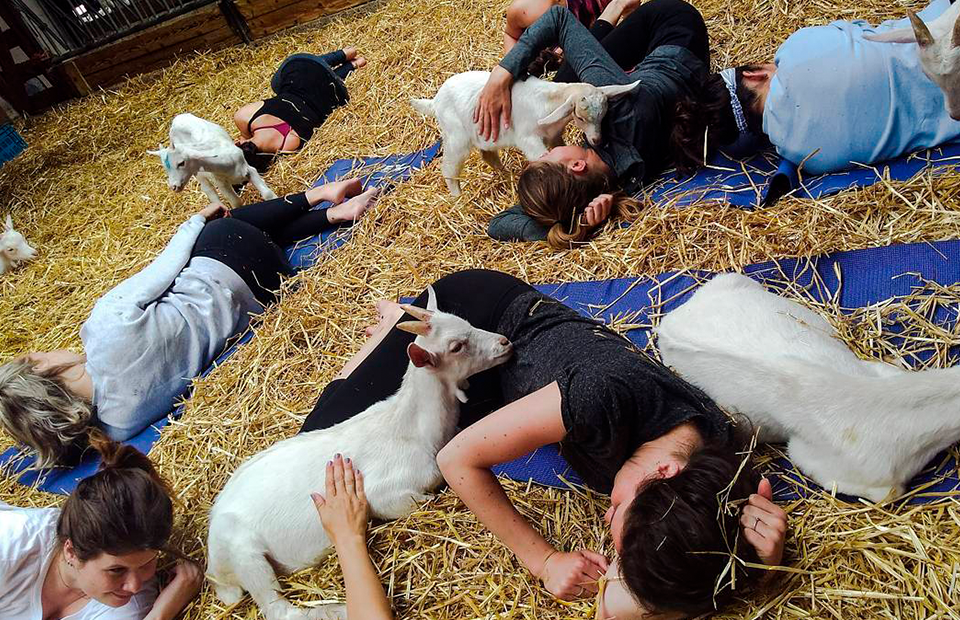Фото: instagram.com/goatyogaamsterdam/?hl=en