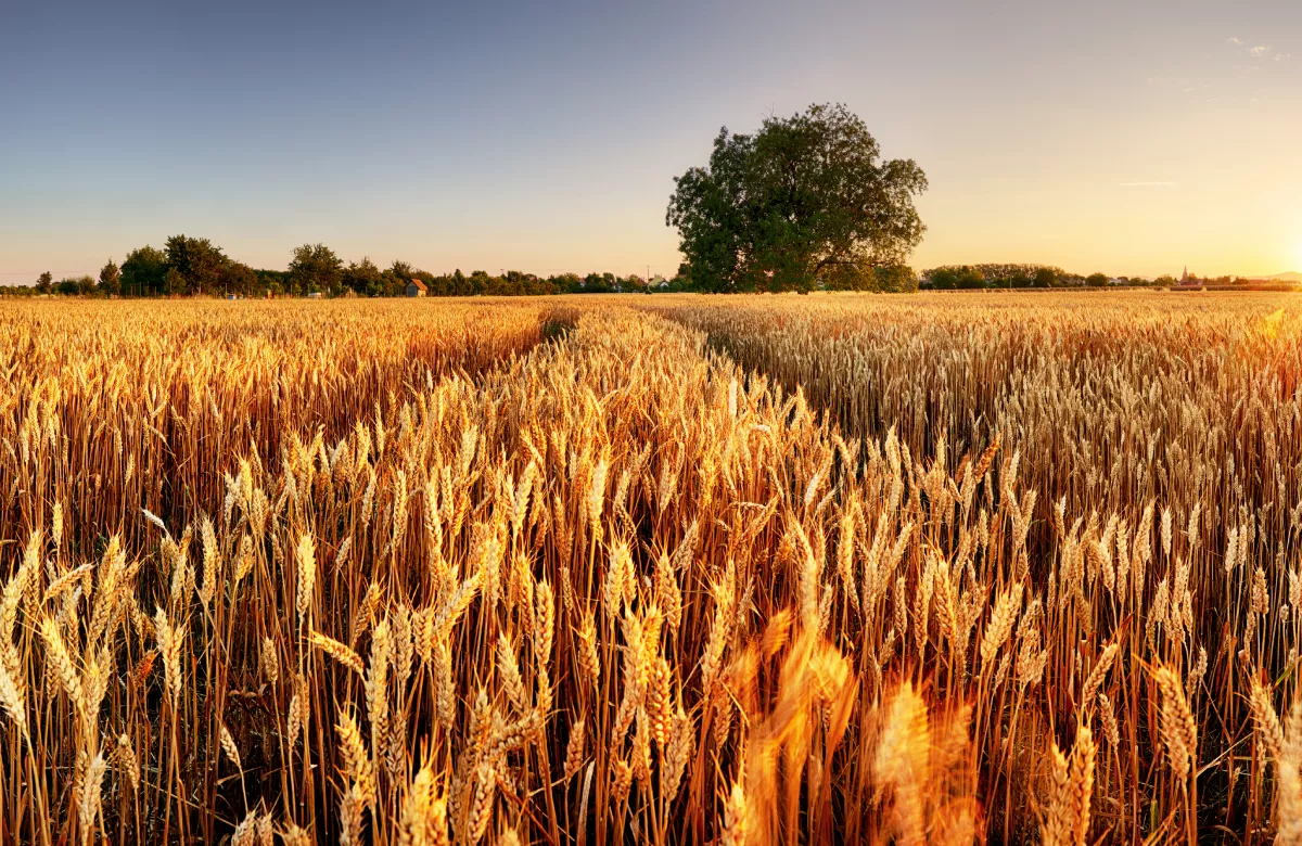 Индекс российской пшеницы вырос почти на 7% со дня запуска торгов