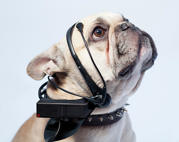 Фото: nomorewoof.com