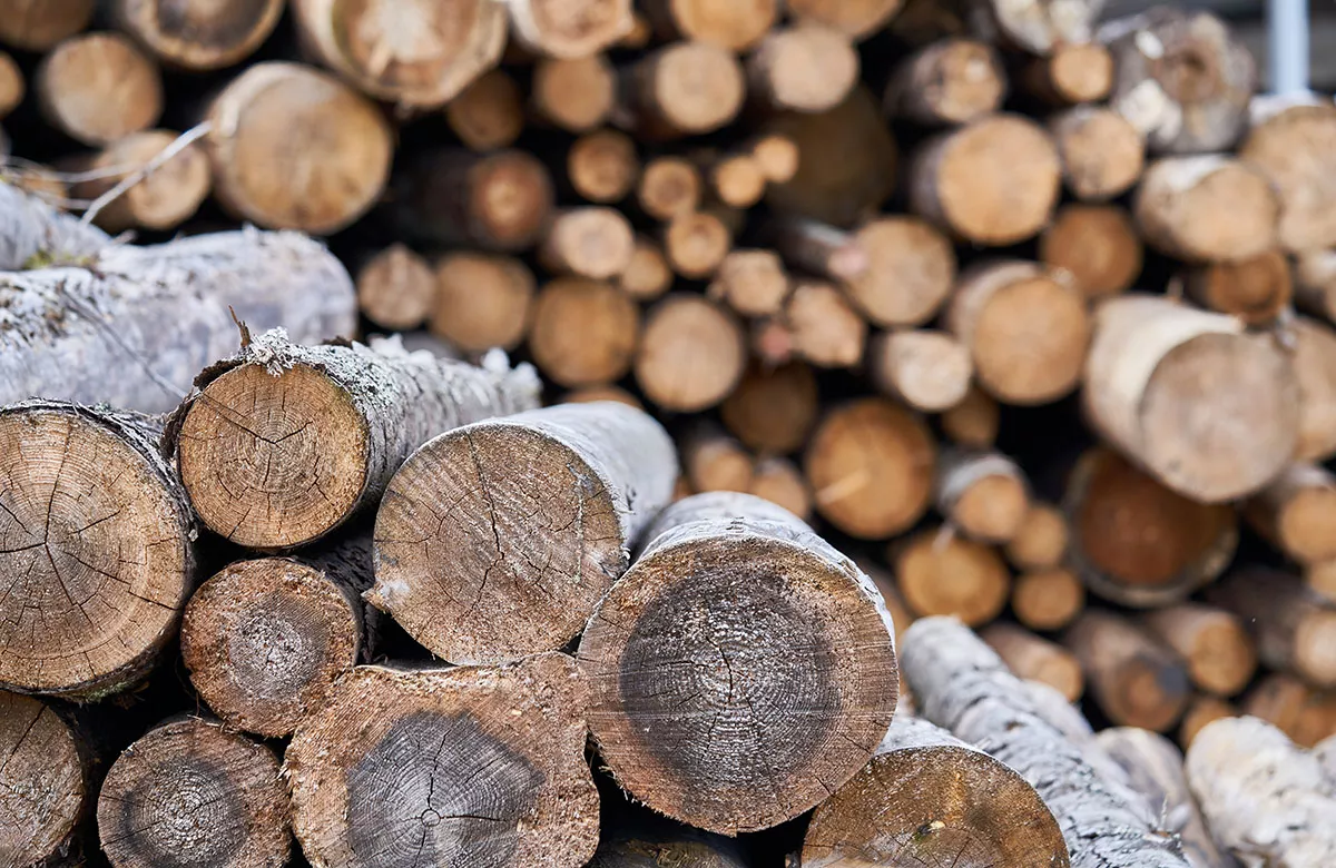 ФАС хочет обязать экспортеров леса торговать на бирже