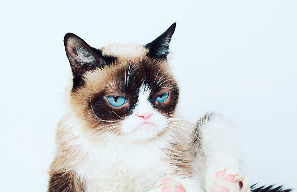 Фото: twitter.com/RealGrumpyCat