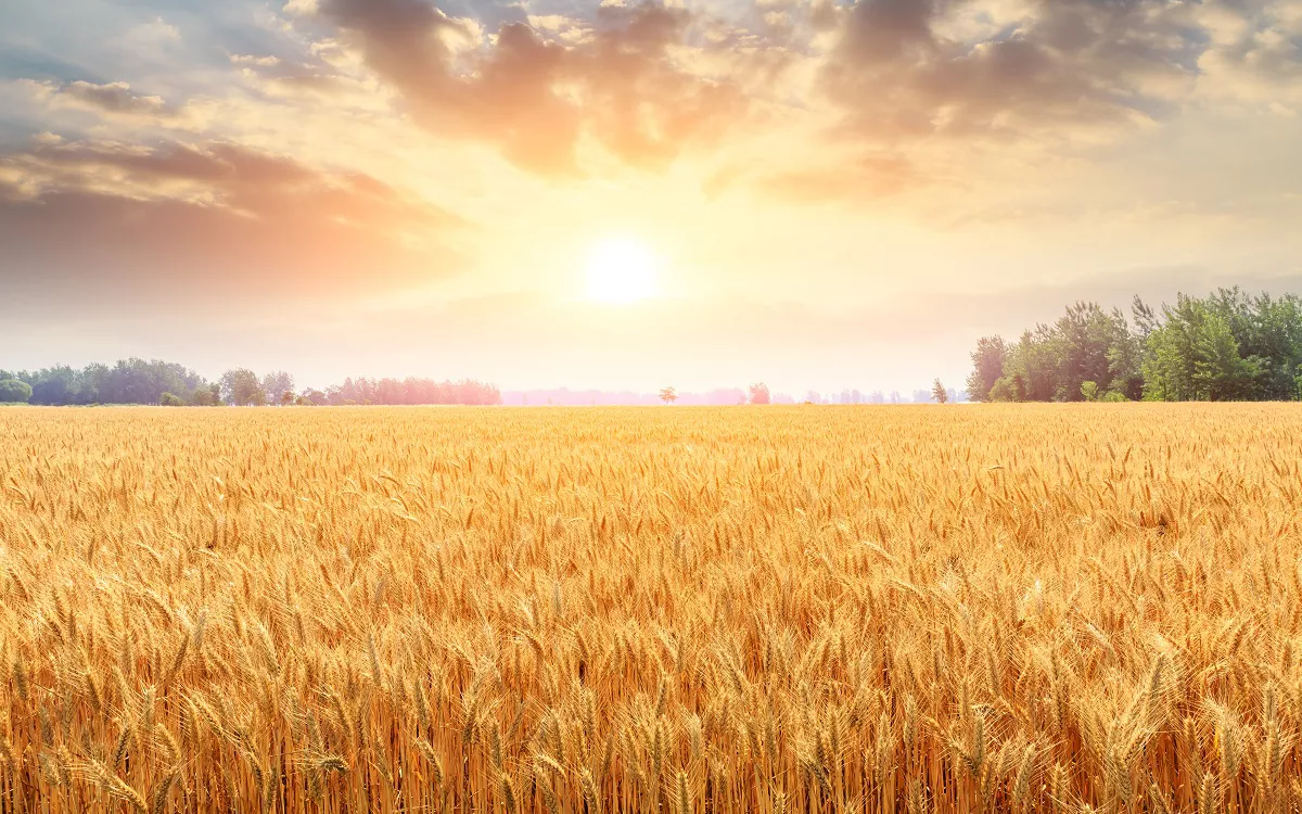 Цены на пшеницу взлетели на 8% после выхода России из зерновой сделки
