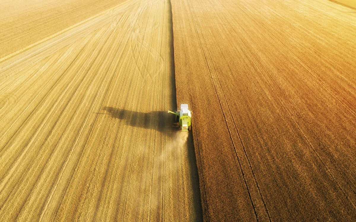 Цены на пшеницу показали самое длительное падение за последние 14 лет