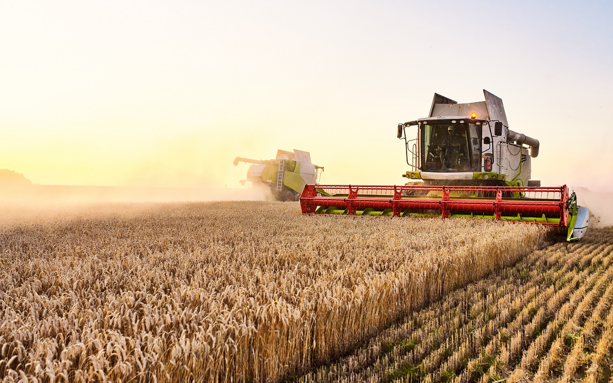 Пшеница подешевела до минимума за 4 недели после переговоров РФ и Украины