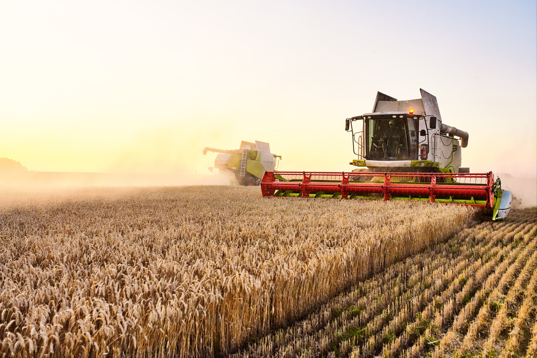 Пшеница подешевела до минимума за 4 недели после переговоров РФ и Украины