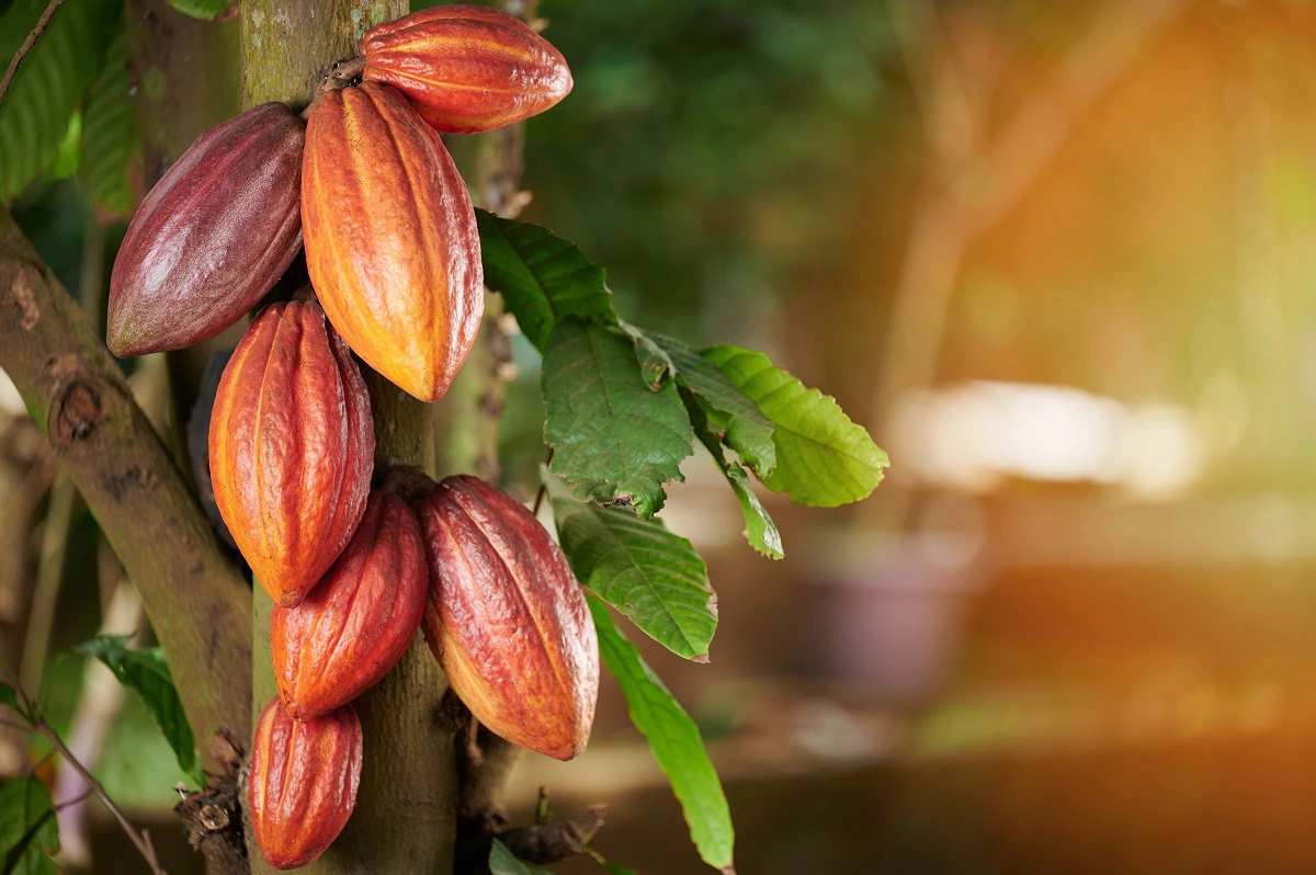 Цены на какао обвалились на 22% в ожидании дождей в Африке и Азии
