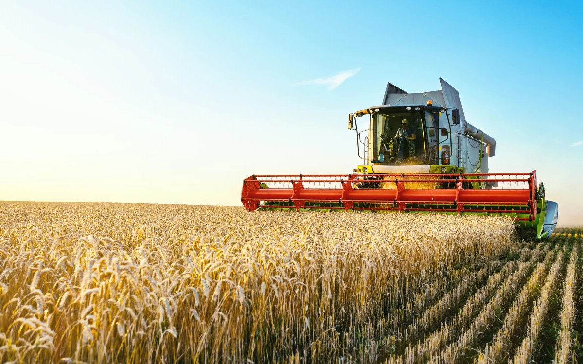 Биржевые цены на пшеницу выросли до максимума с августа 2023 года