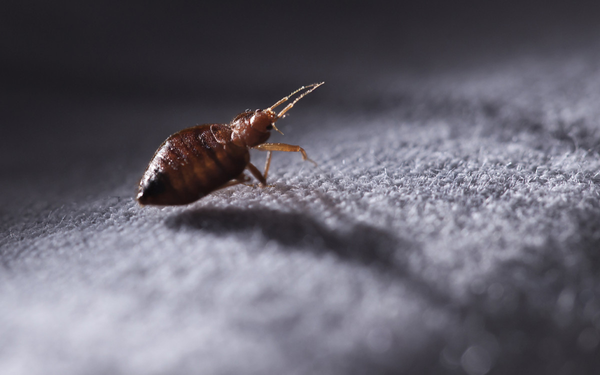 Как избавиться от насекомых в диване