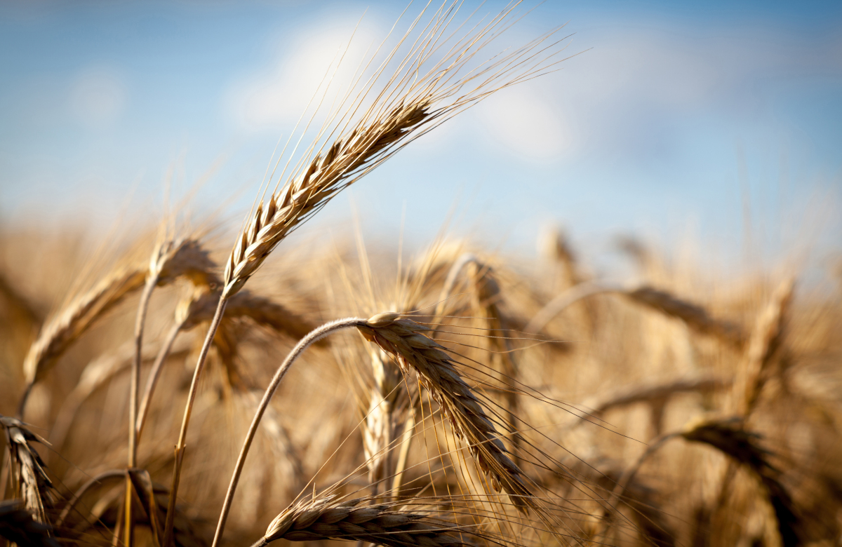 Моcбиржа запустит торги фьючерсами и опционами на индекс пшеницы