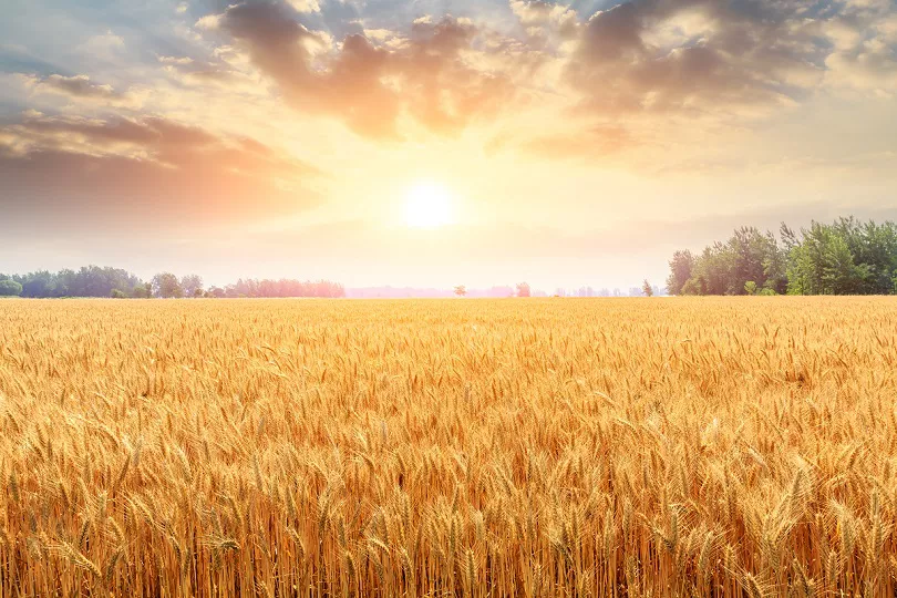 Цены на пшеницу взлетели на 8% после выхода России из зерновой сделки
