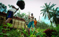 Сбор урожая масличной пальмы для изготовления пальмового масла
