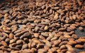 Ремесленный шоколад, в отличие от фабричного, производят из редких сортов какао-бобов (на фото)


