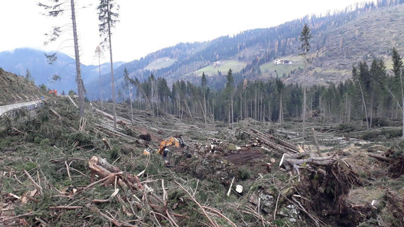 Леса в Трентино после шторма Вайя