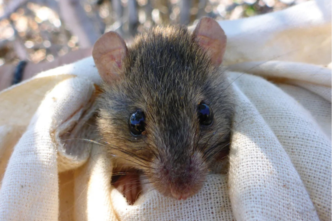 Melomys rubicola