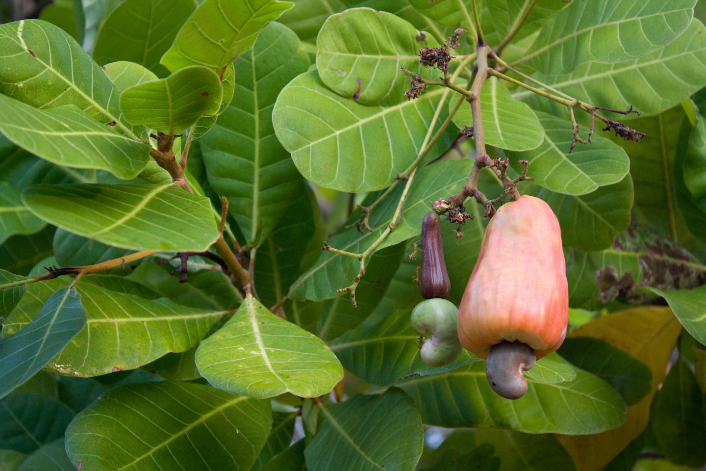Орех растет на «псевдофорукте», который еще называют «яблоком кешью». На самом деле это кисловатое на вкус цветоложе