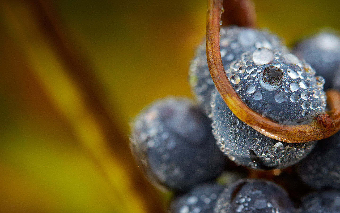 Фото: mywpclub.ru