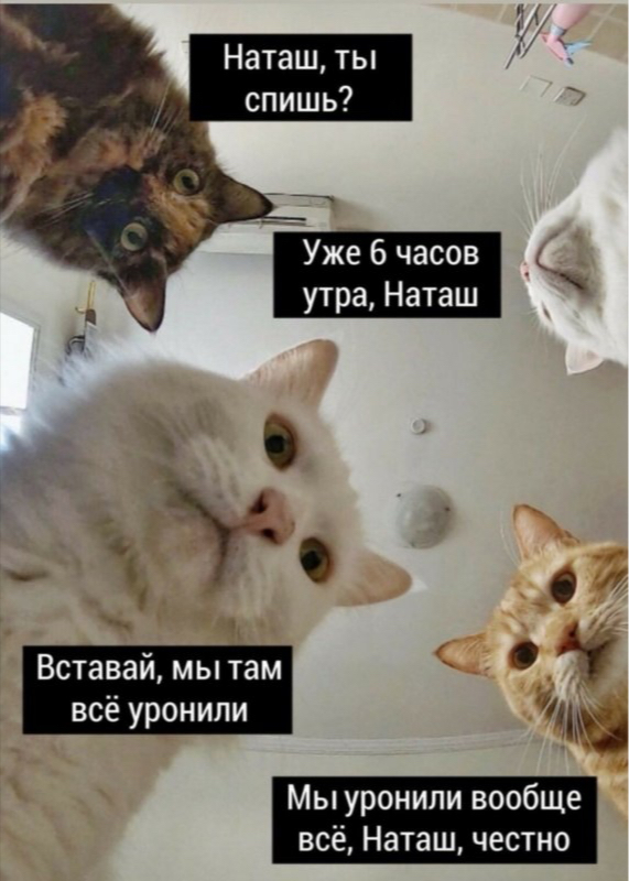 Мем с котами «Наташ, ты спишь?»