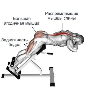 Гиперэкстензия — это изолирующее упражнение для развития мышц спины, ягодиц, коленных сгибателей