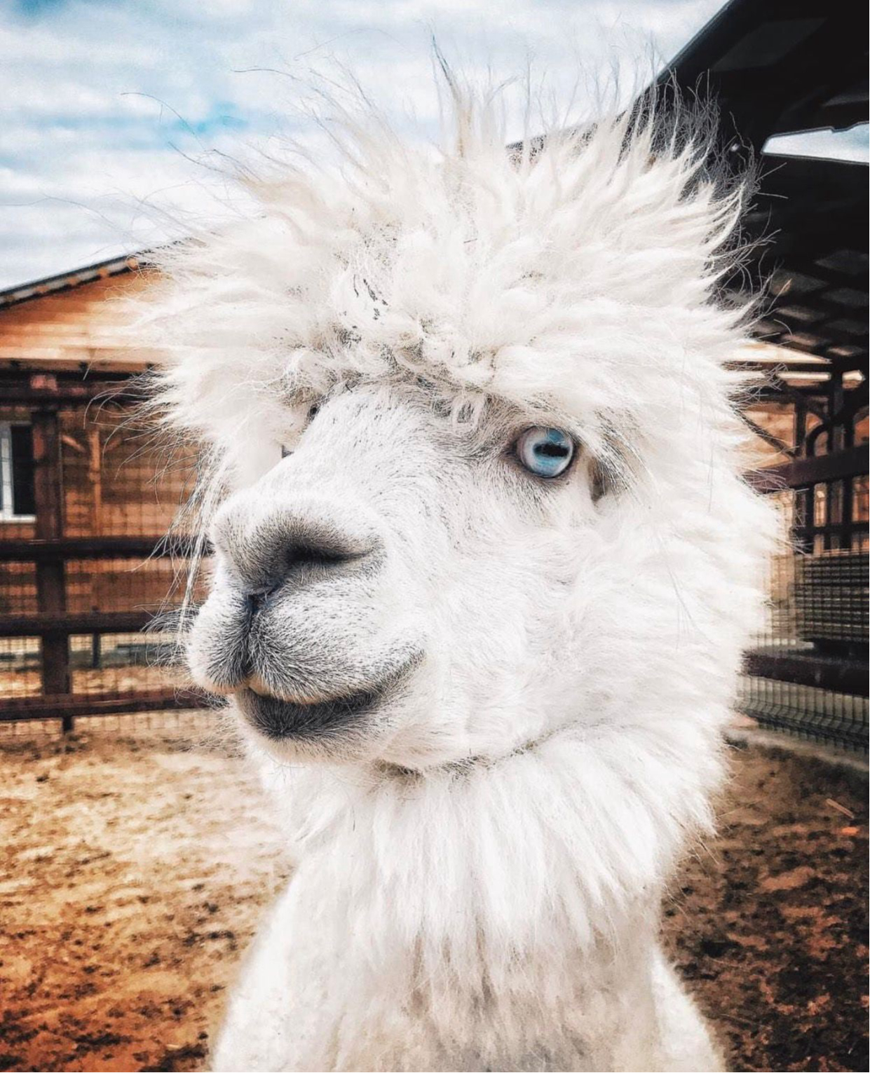 Фото: alpacainfo.ru