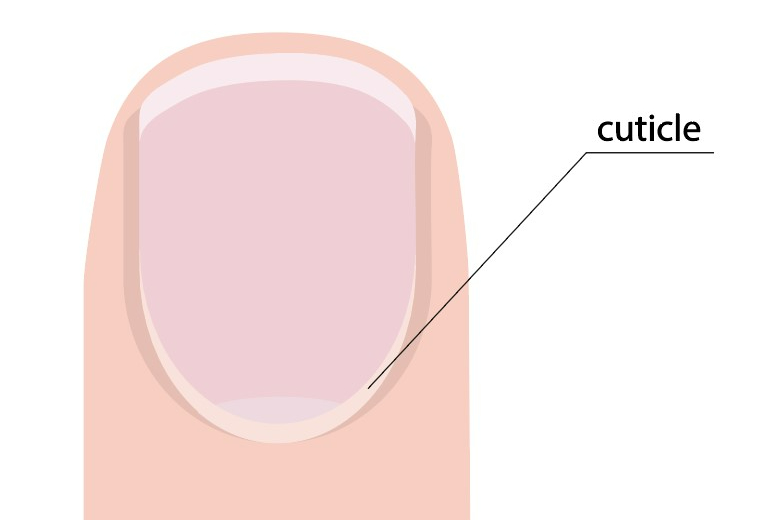 Кутикула — это небольшой ободок кожи, который расположен у основания ногтевого ложа