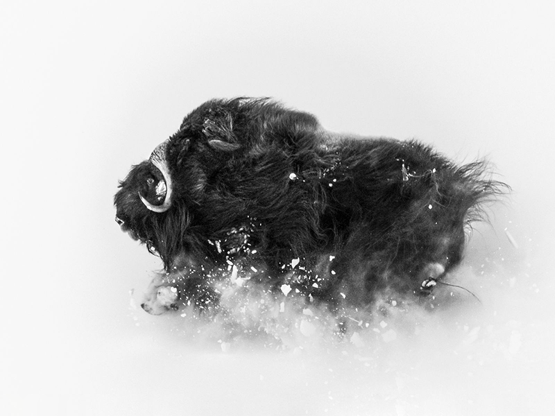 Фото: Jonas Beyer / National Geographic