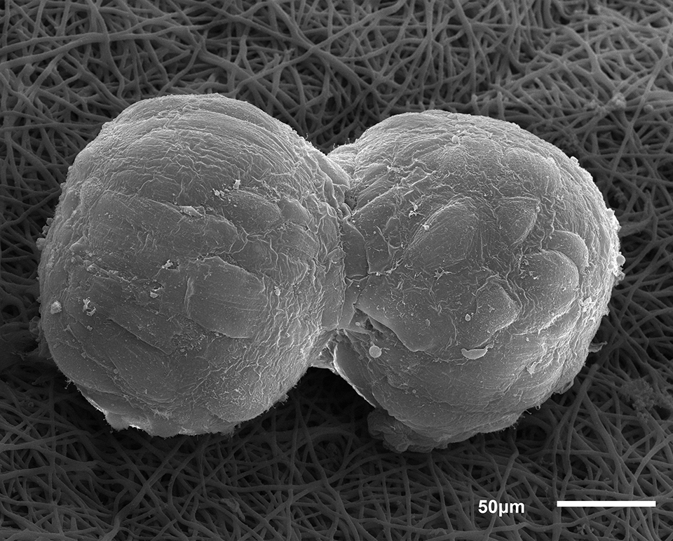 Фото: 3D Bioprinting Solutions