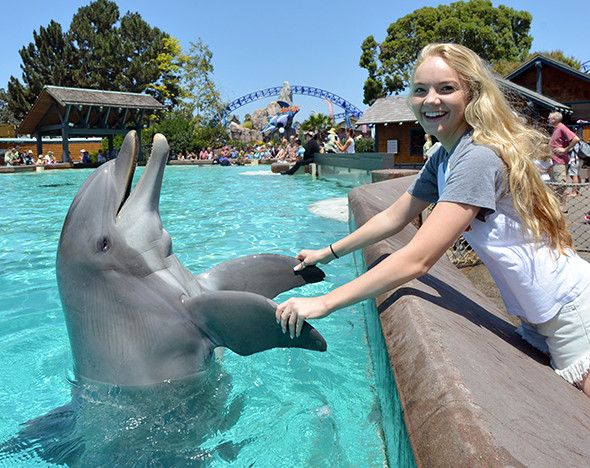     Common Bottlenose dolphin meridiena   LiveJournal