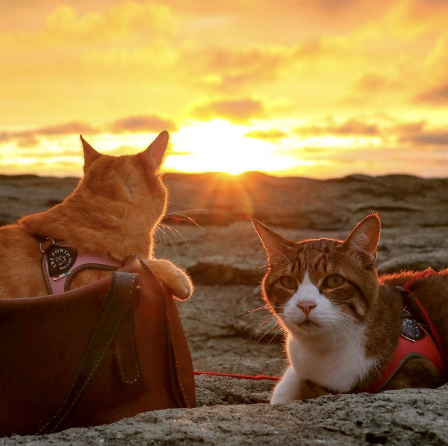 Фото: instagram.com/the.traveling.cats