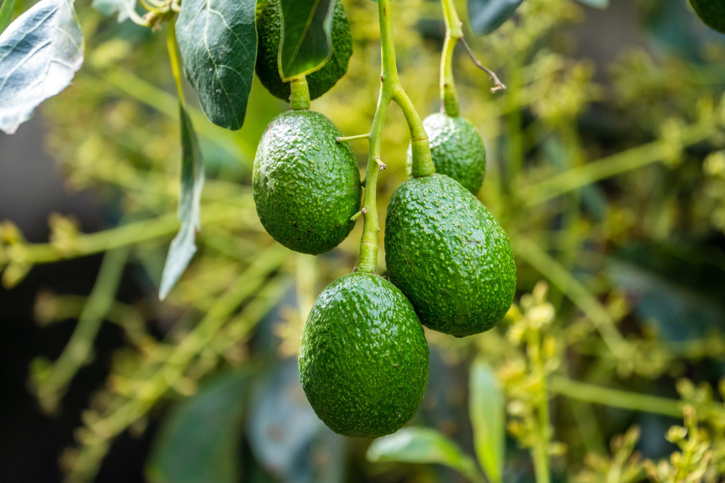 Созревание авокадо зависит от этилена — газа, который разрушает его внутренние стенки и превращает крахмал в сахар