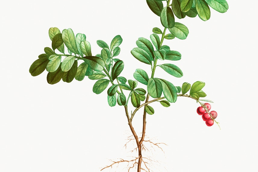 В фармакологии используют не только ягоды брусники, но и листья растения