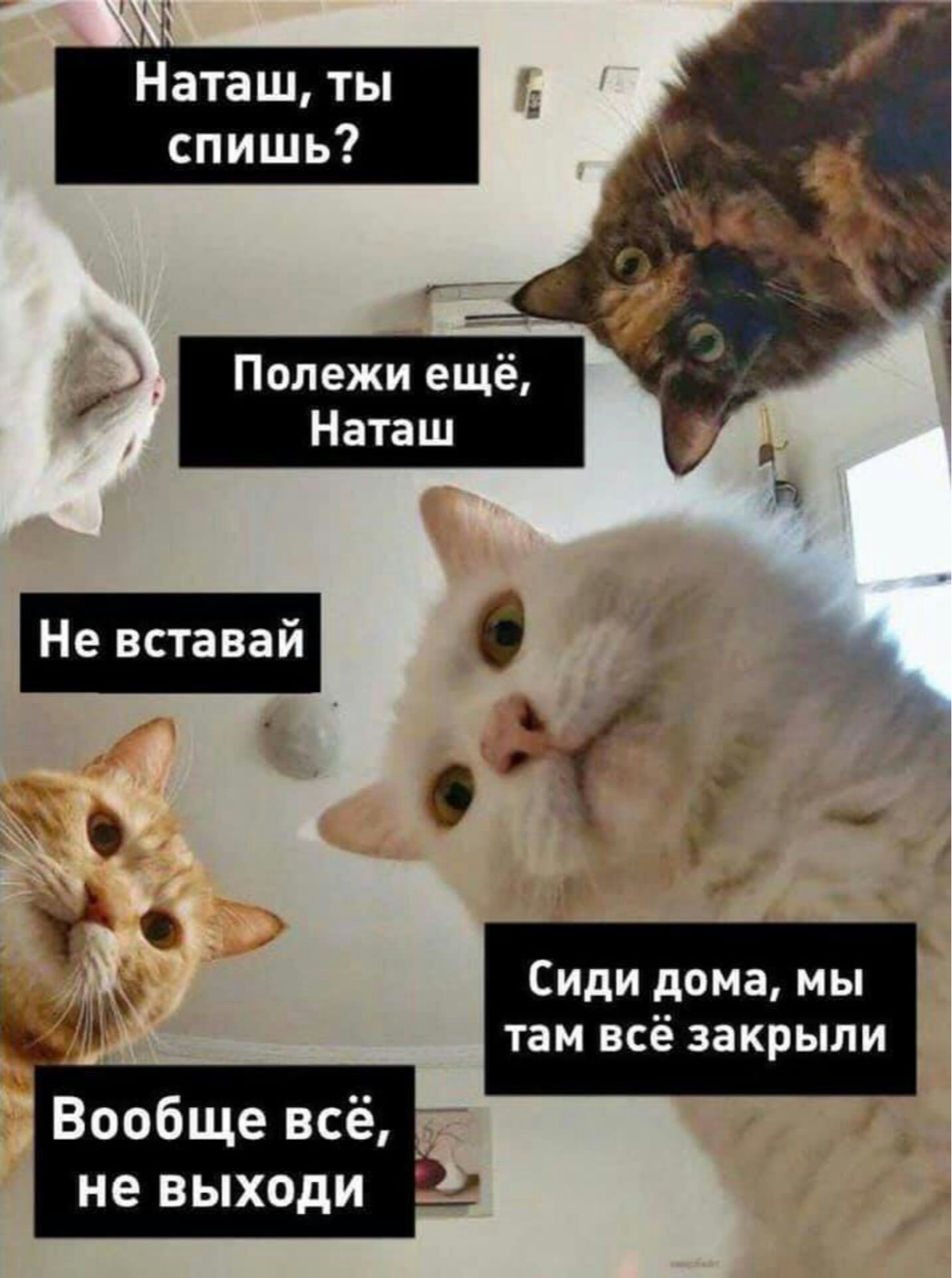 Наташа и коты