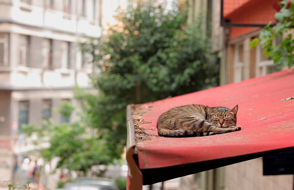 Cat town