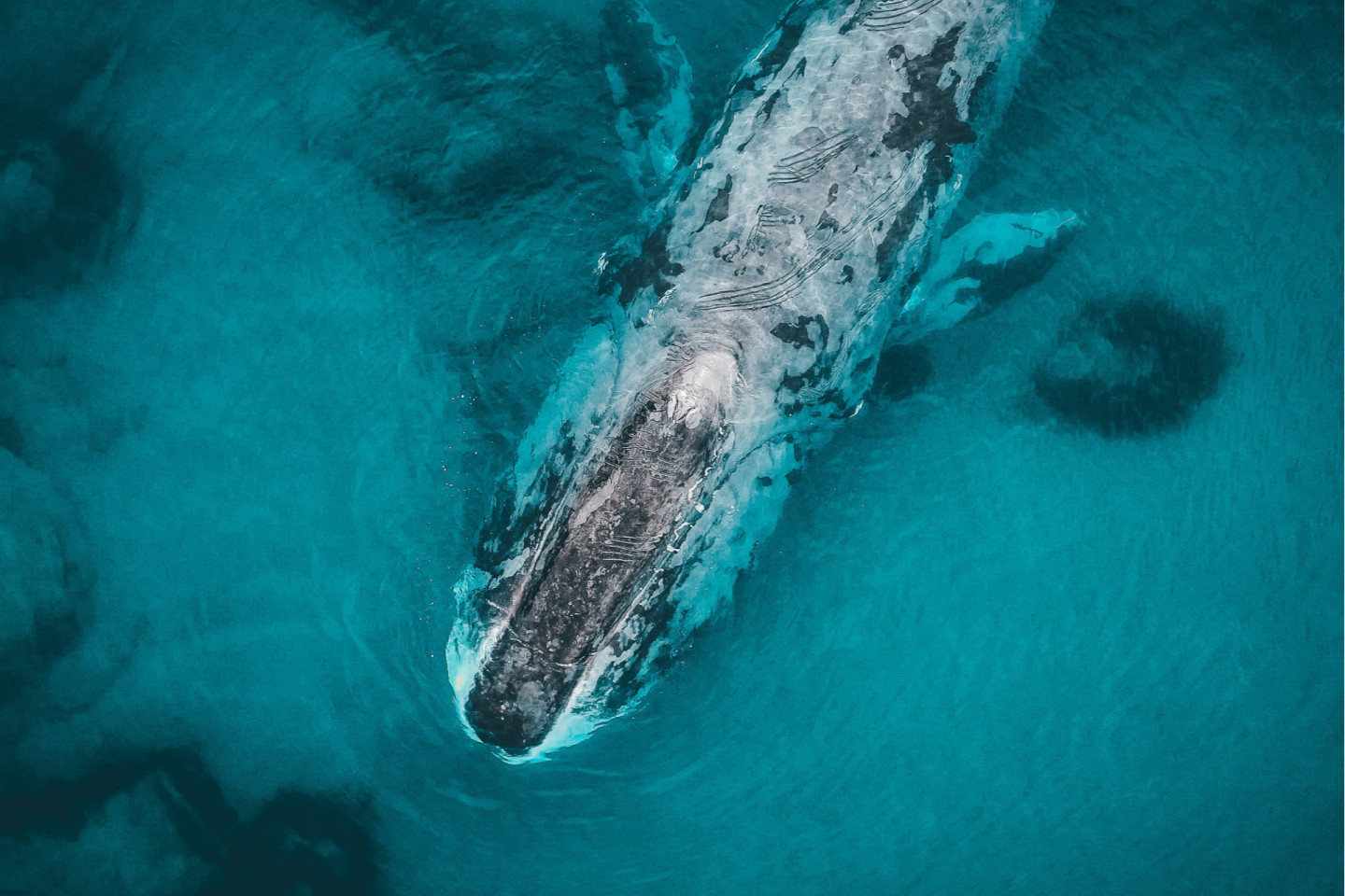 Тур от RussiaDiscovery, во время которого можно наблюдать за китами