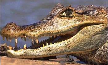 Caiman crocodilus