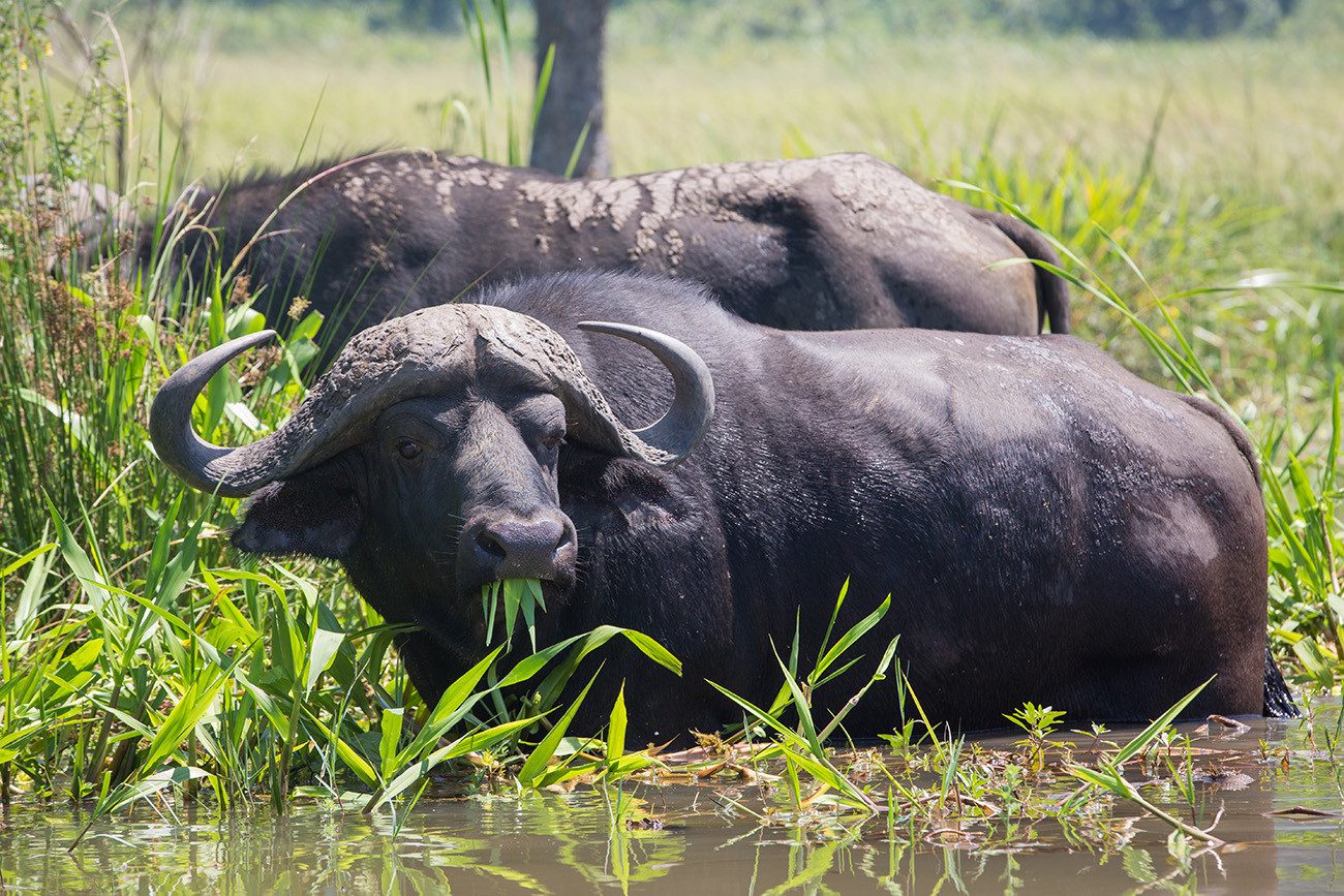 Фото: пресс-служба Karkloof Safari spa