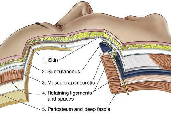 СМАС — это мышечно-апоневротический слой кожи, который находится непосредственно над мышцами